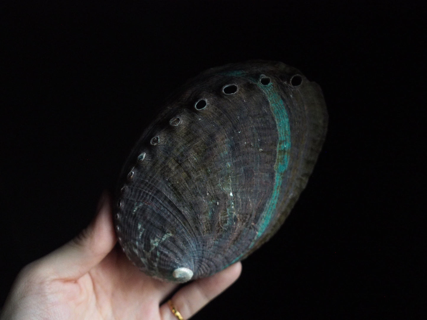 abalone shell (unpolished)